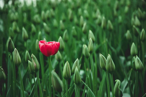 Minimizing Boilerplate Repetition for SEO