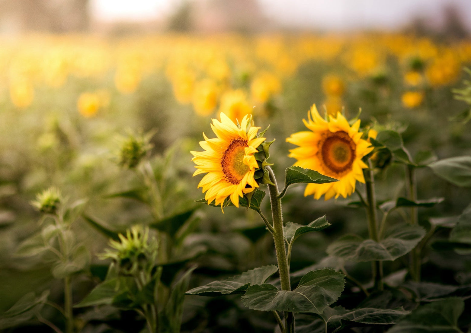 Two Or More Featured Images For A Collection In Shopify