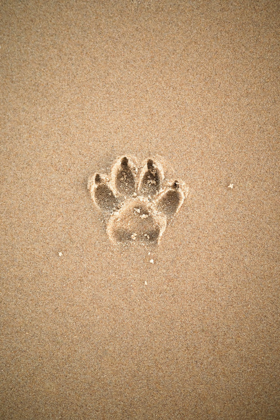 Opening Details On Hover