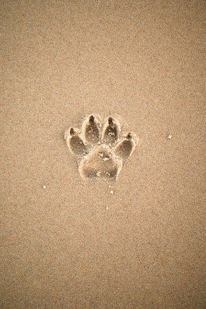 Opening Details On Hover