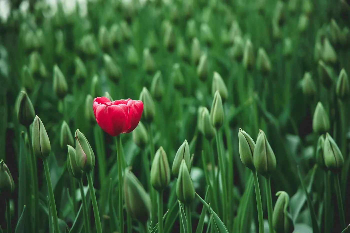 Minimizing Boilerplate Repetition for SEO