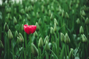 Minimizing Boilerplate Repetition for SEO